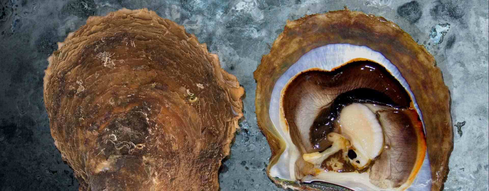 Silverlip Pearl Oyster FRDC